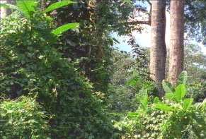 Regenwald 1 cameroon